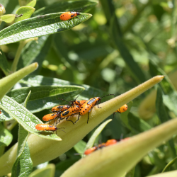 Most Common Insects in Homes