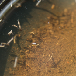Why Mosquitoes Love Your Home
