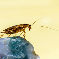Cockroach Control 101: Prevent them  